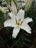 [4515 PO103 LUN3982 No02.JPG]